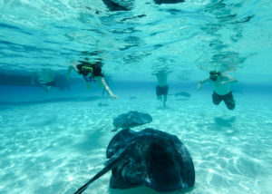 stingray city Cayman Islands